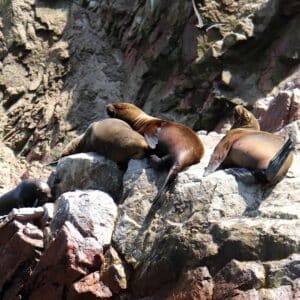 Ballestas Islands and Paracas - Insignia - January 4, 2027