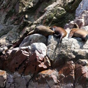 Ballestas Islands and Paracas - Azamara Journey - March 16, 2027